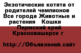  Экзотические котята от родителей чемпионов - Все города Животные и растения » Кошки   . Пермский край,Красновишерск г.